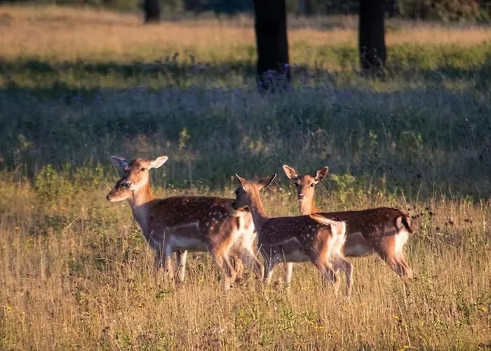 Agua Dulce , Rural Apartment *